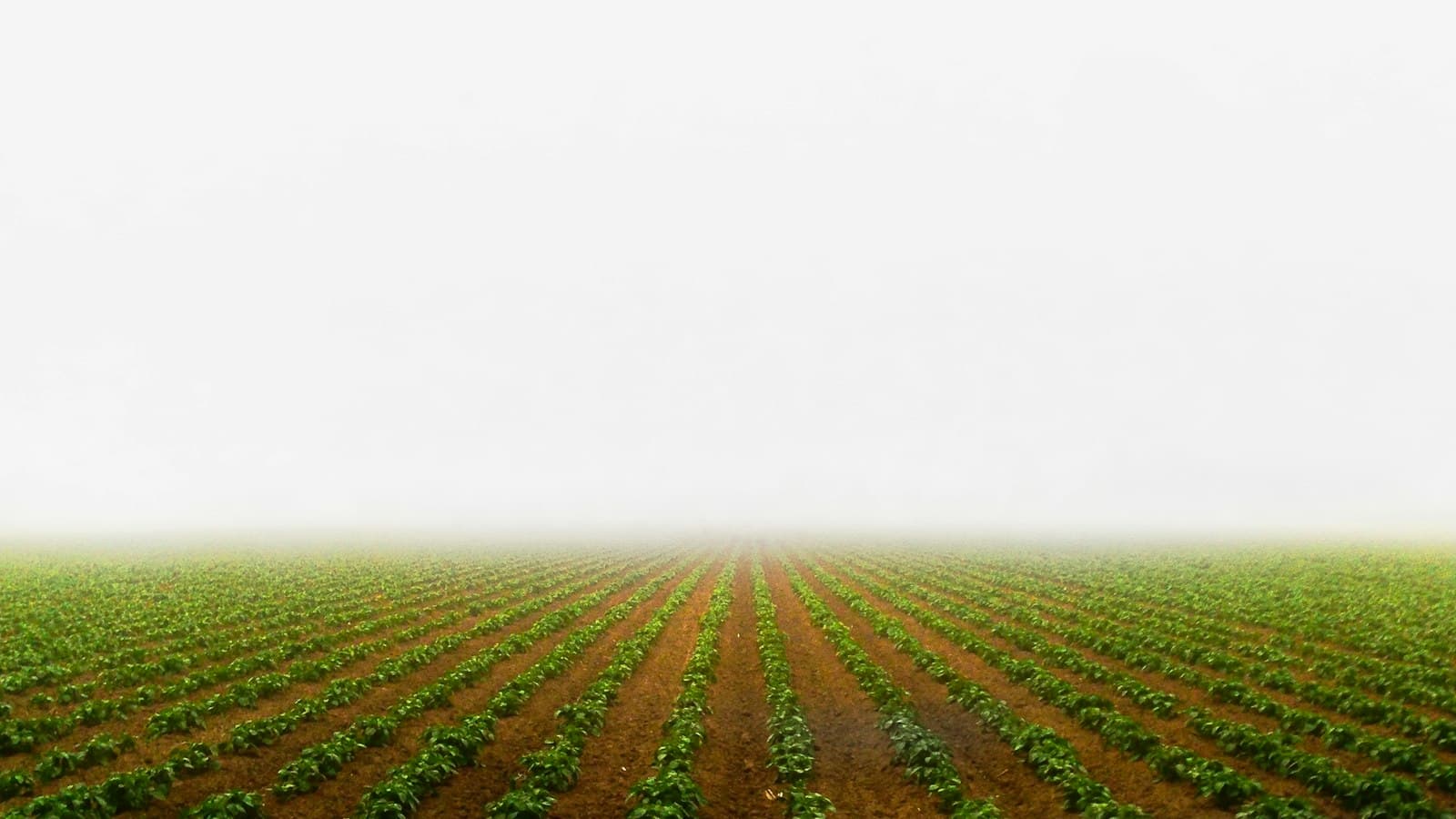 Agriculture & Food Sciences